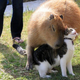 Illustration for article titled Inspired by the Bridal Party Racoon post: Rare Pets